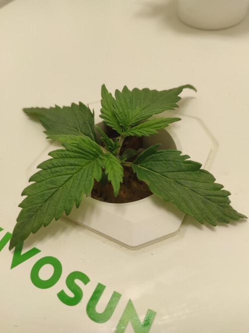 Pineapple slush XL Auto. Week 2