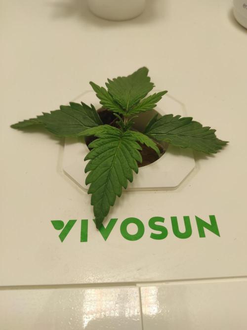 Pineapple slush XL Auto. Week 2