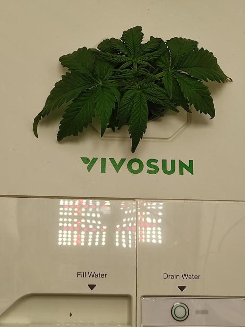 Pineapple slush XL Auto. Week 3