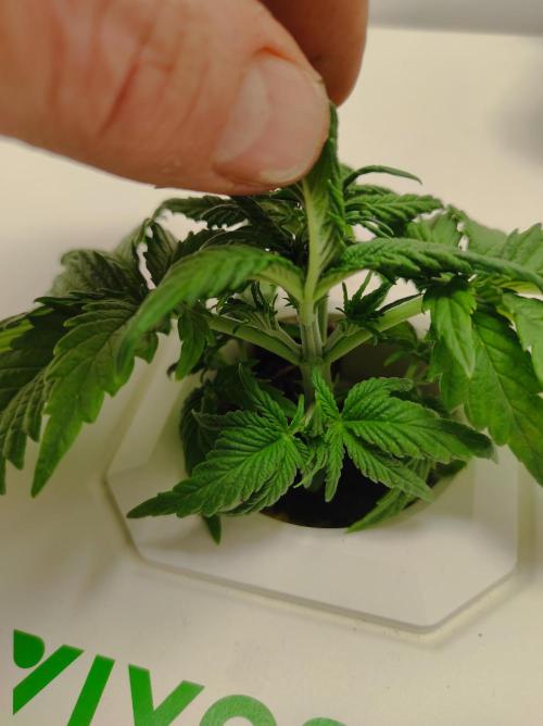 Pineapple slush XL Auto. Week 3