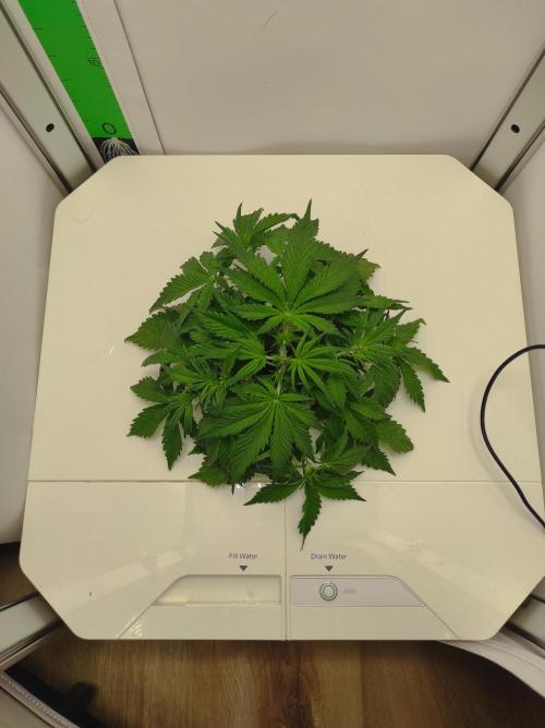 Pineapple slush XL Auto. Week 4
