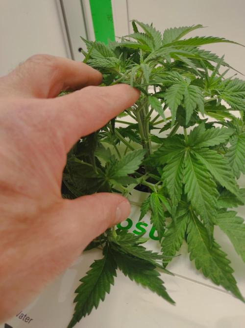 Pineapple slush XL Auto. Week 4
