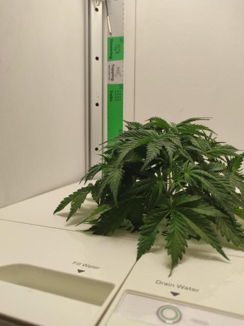 Pineapple slush XL Auto. Week 4