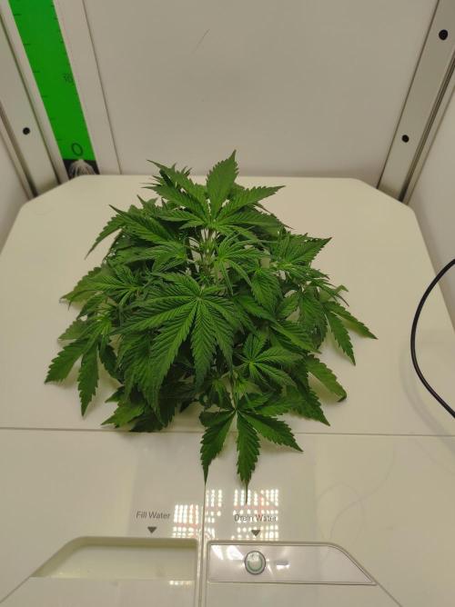 Pineapple Slush XL Auto. Week 4