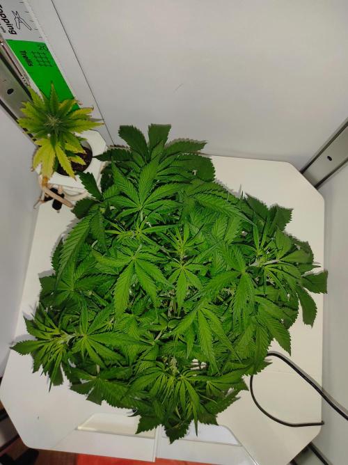 Pineapple slush XL Auto. Week 5