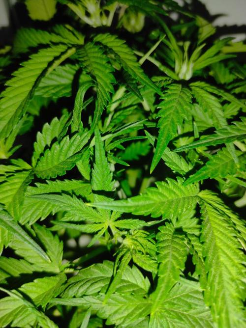 Pineapple slush XL Auto. Week 5