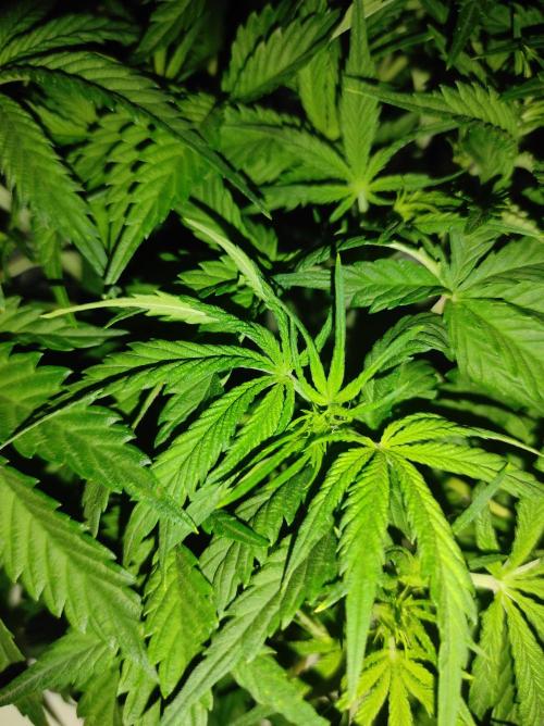 Pineapple slush XL Auto. Week 5