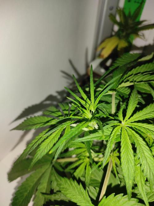 Pineapple slush XL Auto. Week 5