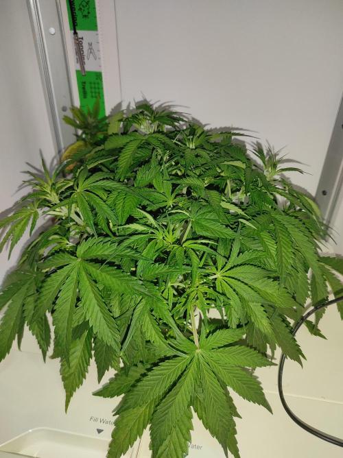Pineapple slush XL Auto. Week 5