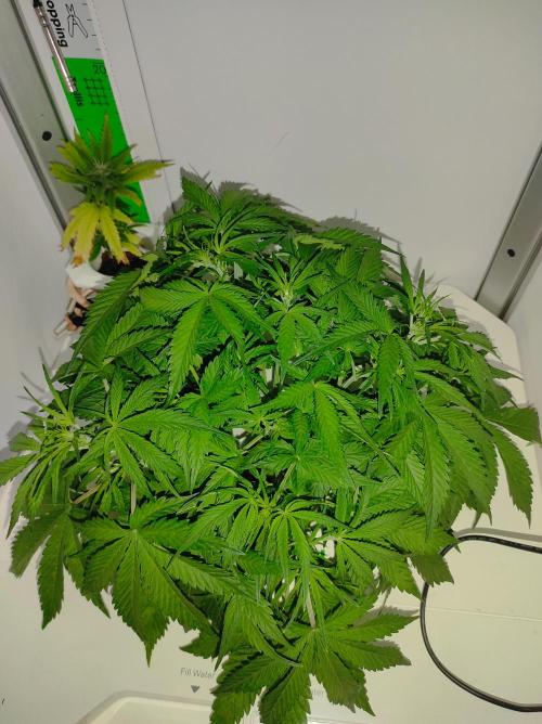 Pineapple slush XL Auto. Week 5