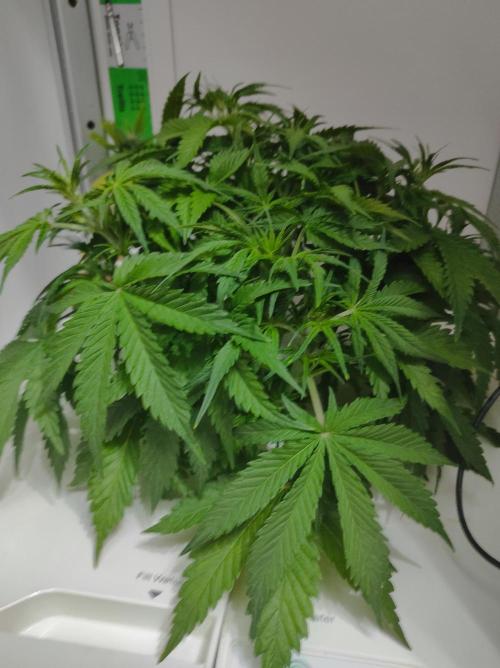 Pineapple slush XL Auto. Week 5