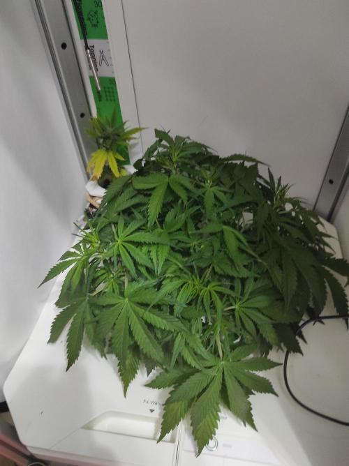 Pineapple Slush XL Auto. Week 5