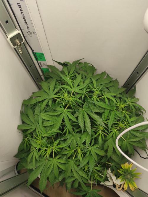 Pineapple slush XL Auto. Week 6