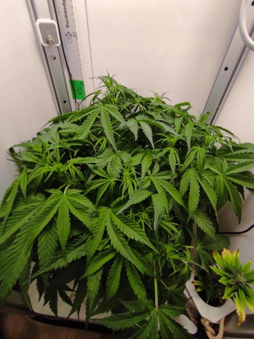 Pineapple slush XL Auto. Week 6