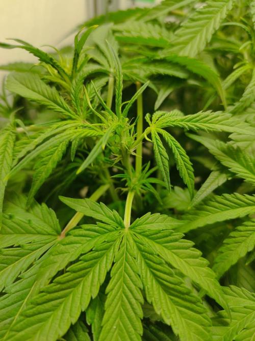 Pineapple slush XL Auto. Week 6