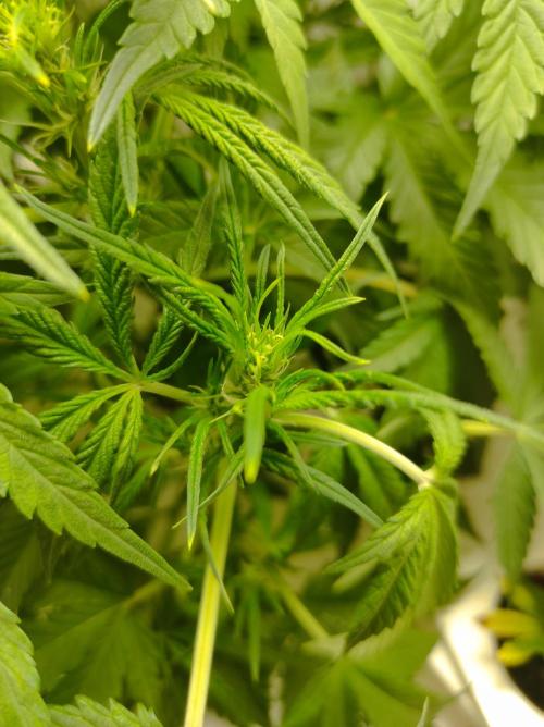 Pineapple slush XL Auto. Week 6