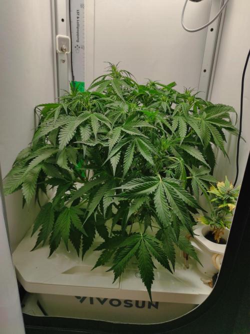Pineapple slush XL Auto. Week 6