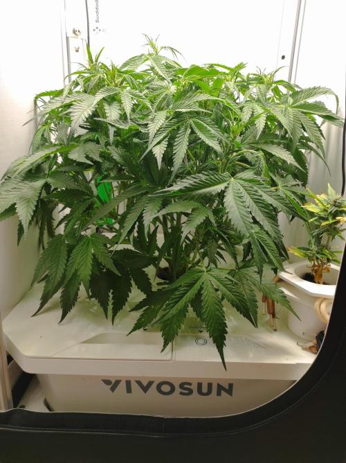 Pineapple slush XL Auto. Week 6
