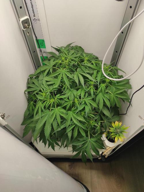 Pineapple Slush XL Auto. Week 6