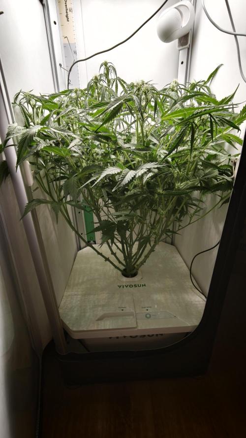Pineapple slush XL Auto. Week 7
