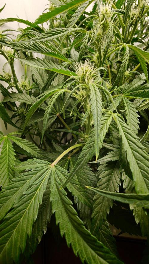 Pineapple slush XL Auto. Week 7
