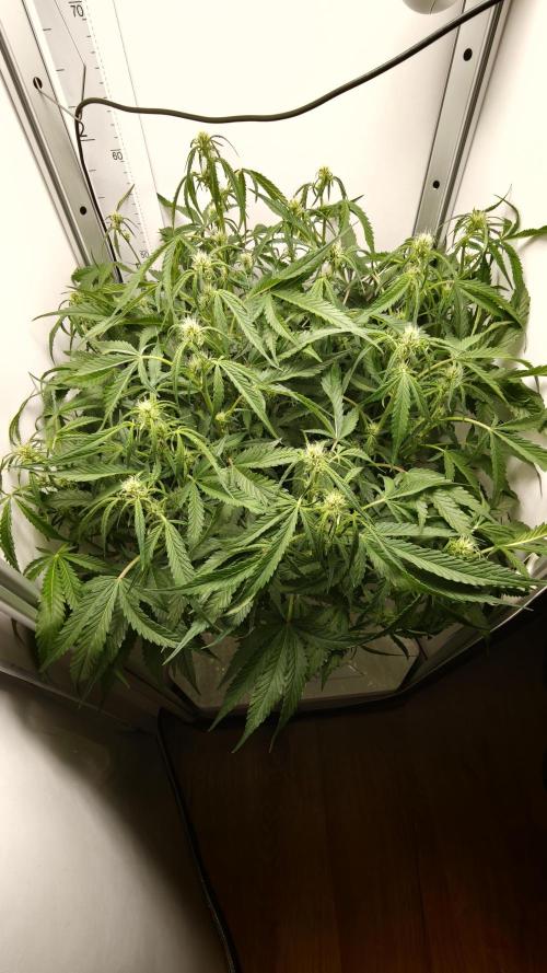 Pineapple slush XL Auto. Week 7