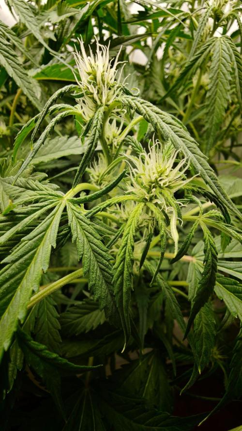 Pineapple slush XL Auto. Week 7
