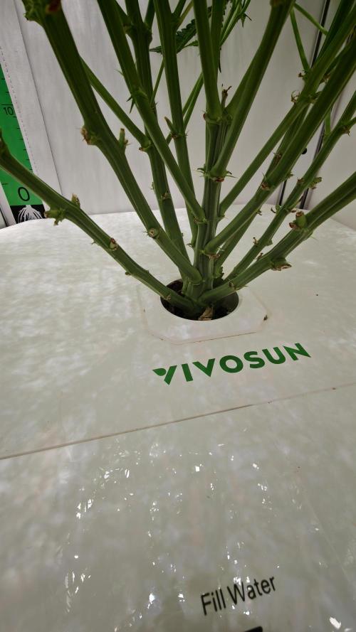 Pineapple Slush XL Auto. Week 7