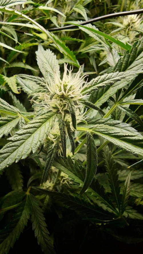 Pineapple slush XL Auto. Week 8