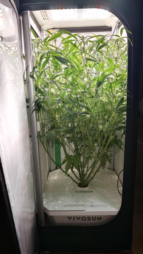 Pineapple slush XL Auto. Week 8