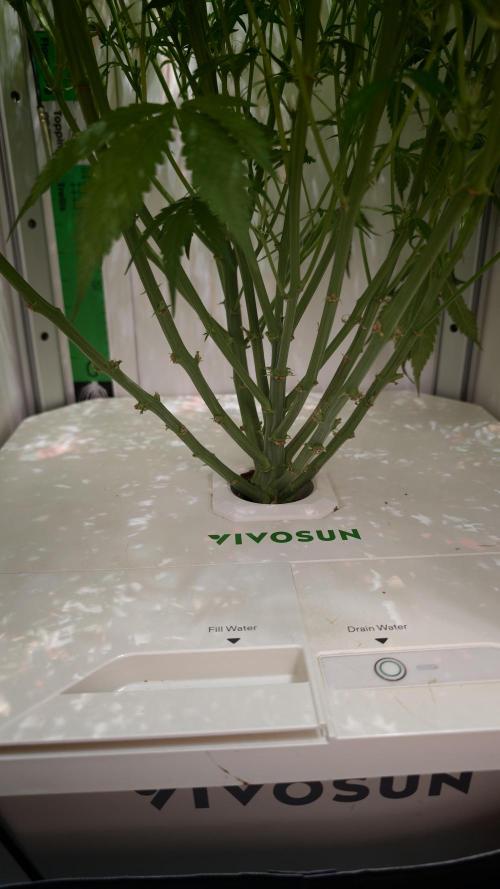 Pineapple slush XL Auto. Week 8