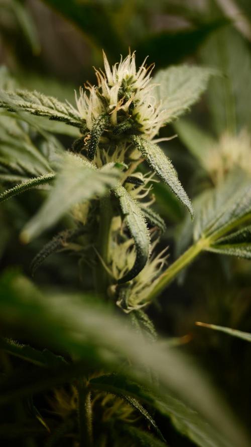 Pineapple slush XL Auto. Week 8