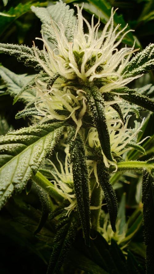 Pineapple slush XL Auto. Week 8