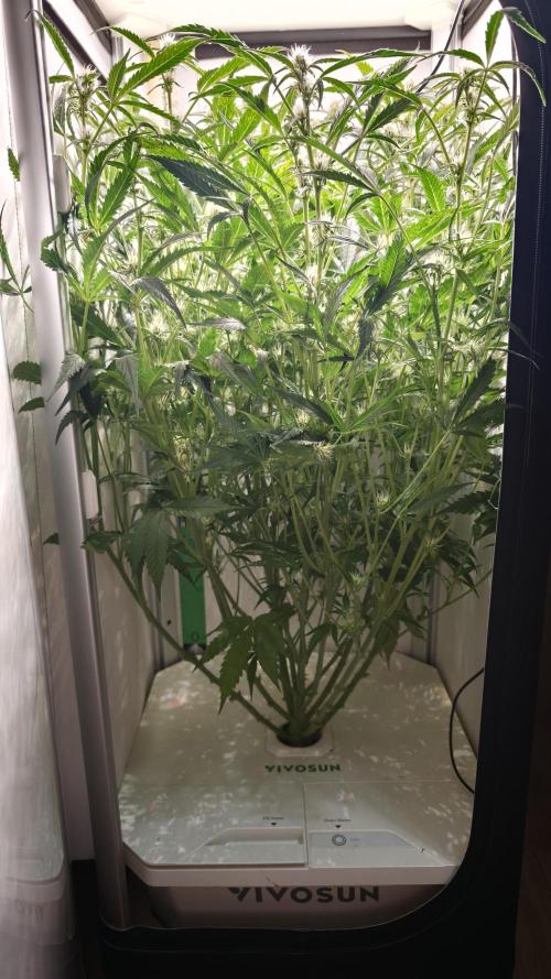 Pineapple slush XL Auto. Week 8