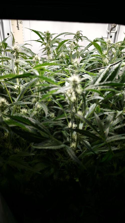 Pineapple slush XL Auto. Week 8