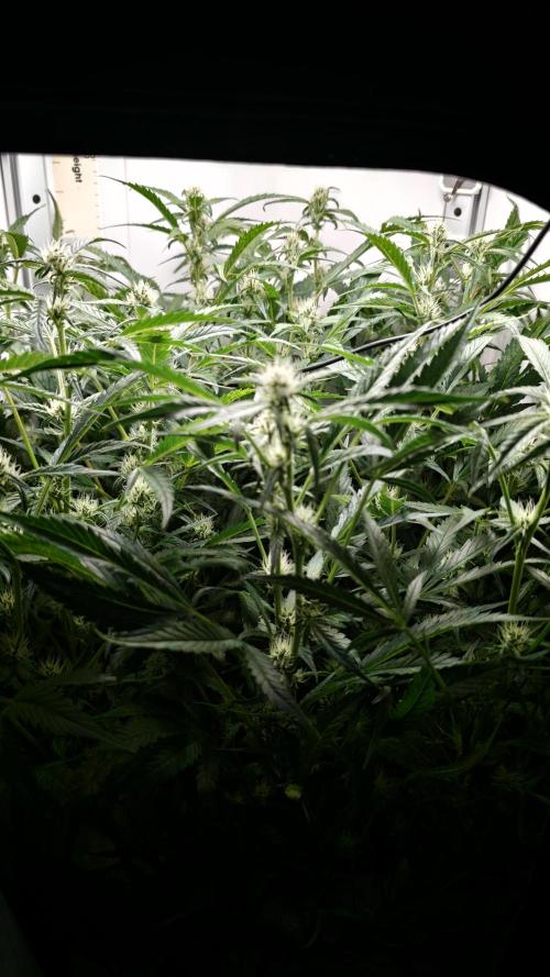 Pineapple slush XL Auto. Week 8