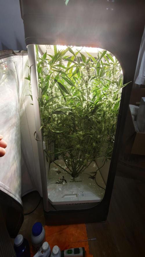 Pineapple slush XL Auto. Week 9