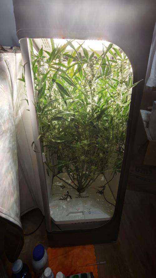 Pineapple slush XL Auto. Week 9