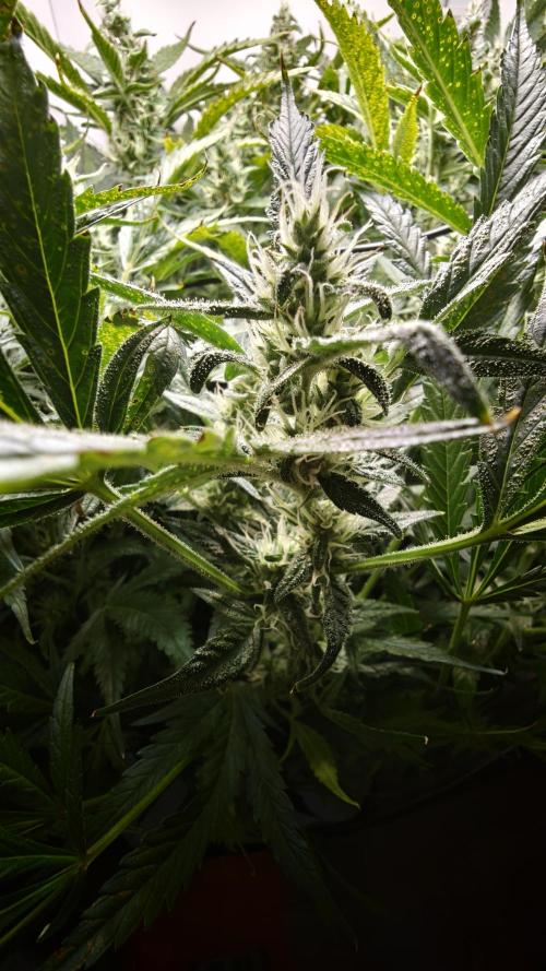 Pineapple slush XL Auto. Week 9