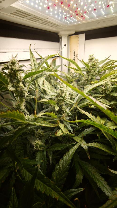 Pineapple slush XL Auto. Week 9
