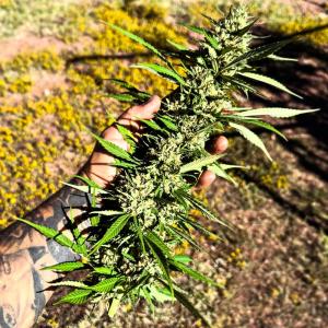Comment by GarageGrowShow photo #2