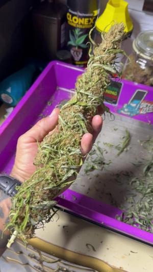 Comment by GarageGrowShow photo #3
