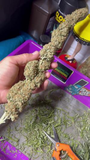 Comment by GarageGrowShow photo #4
