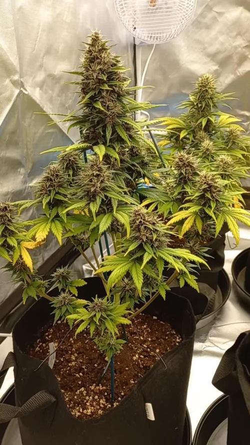 Banana purple punch & pineapple glue 