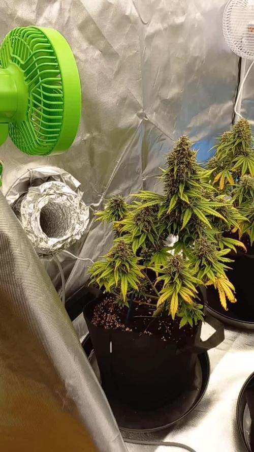 Banana purple punch & pineapple glue 