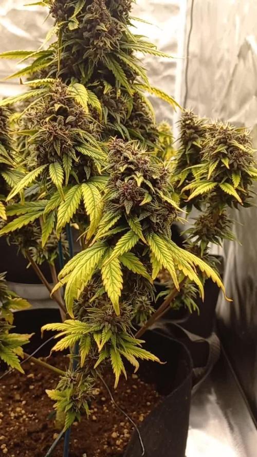 Banana purple punch & pineapple glue 