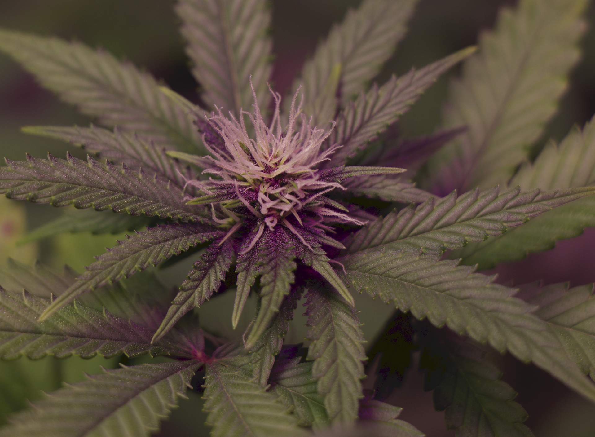 Humboldt Seed Company Blueberry Muffin grow diary (journal) week9 by