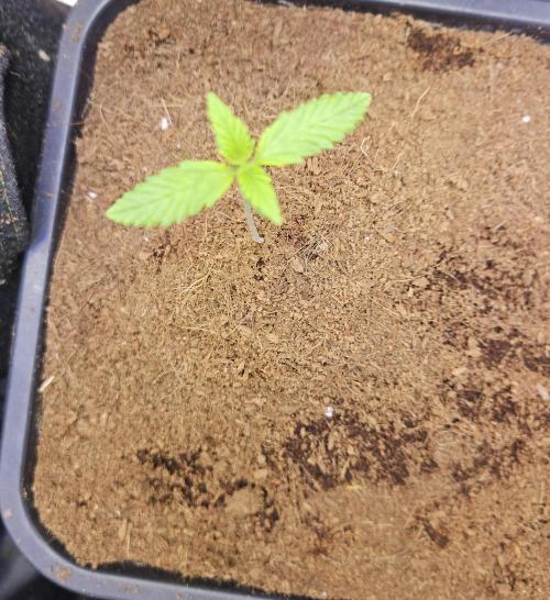 Banana Purple Punch Auto RF3. Week 1