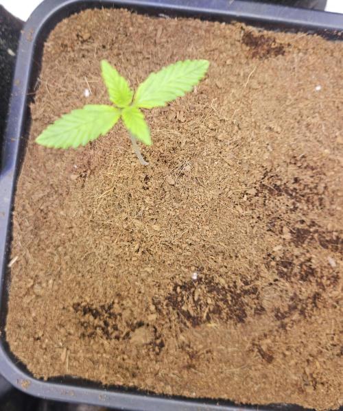 Banana Purple Punch Auto RF3. Week 1