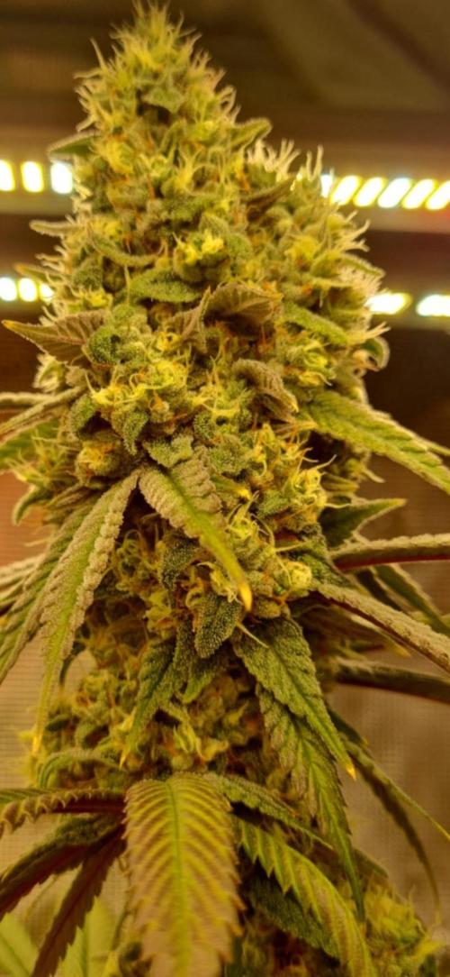 Guave Auto FastBuds. Week 9